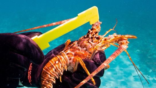 LOBSTER MINI SEASON with Jeff Torode from SOUTH FLORIDA DIVING  (diving)